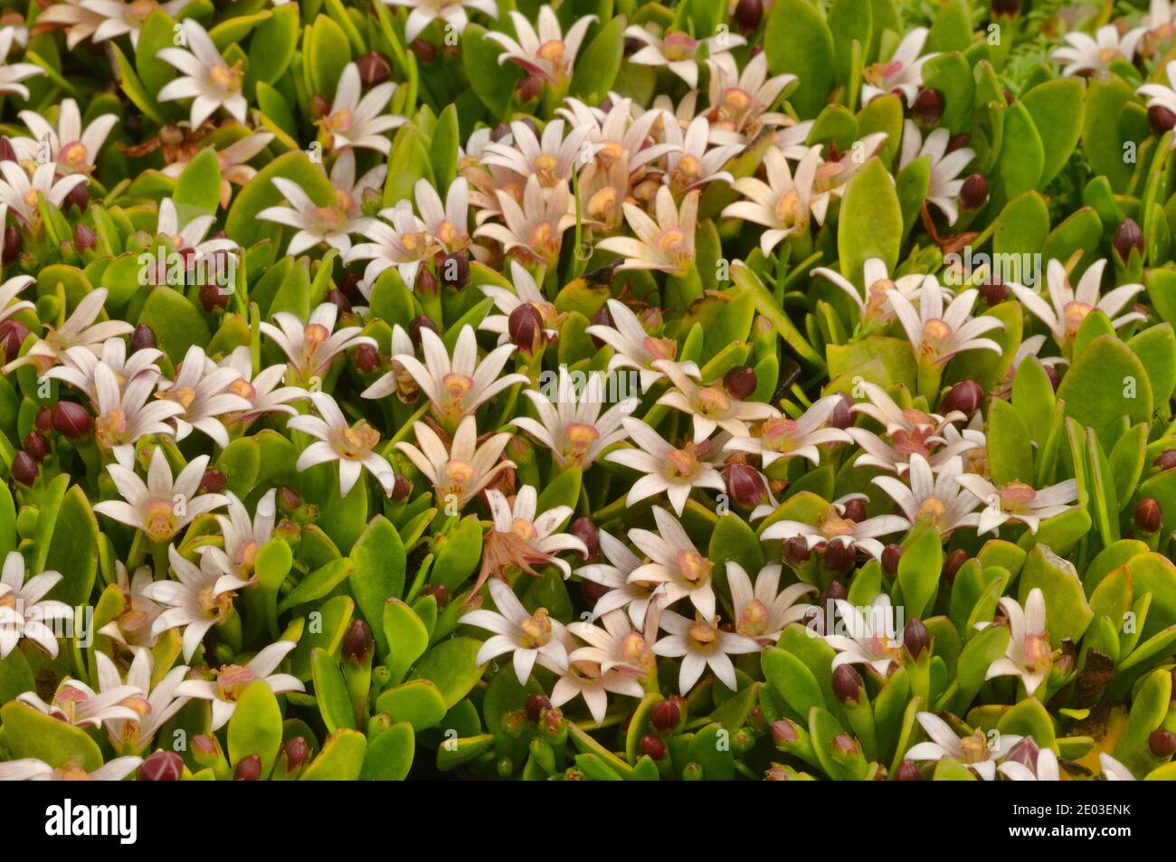 Succulent Swamp Mat Selliera radicans Goodeniaceae Photographed in Tasmania, Australia Stock Photo