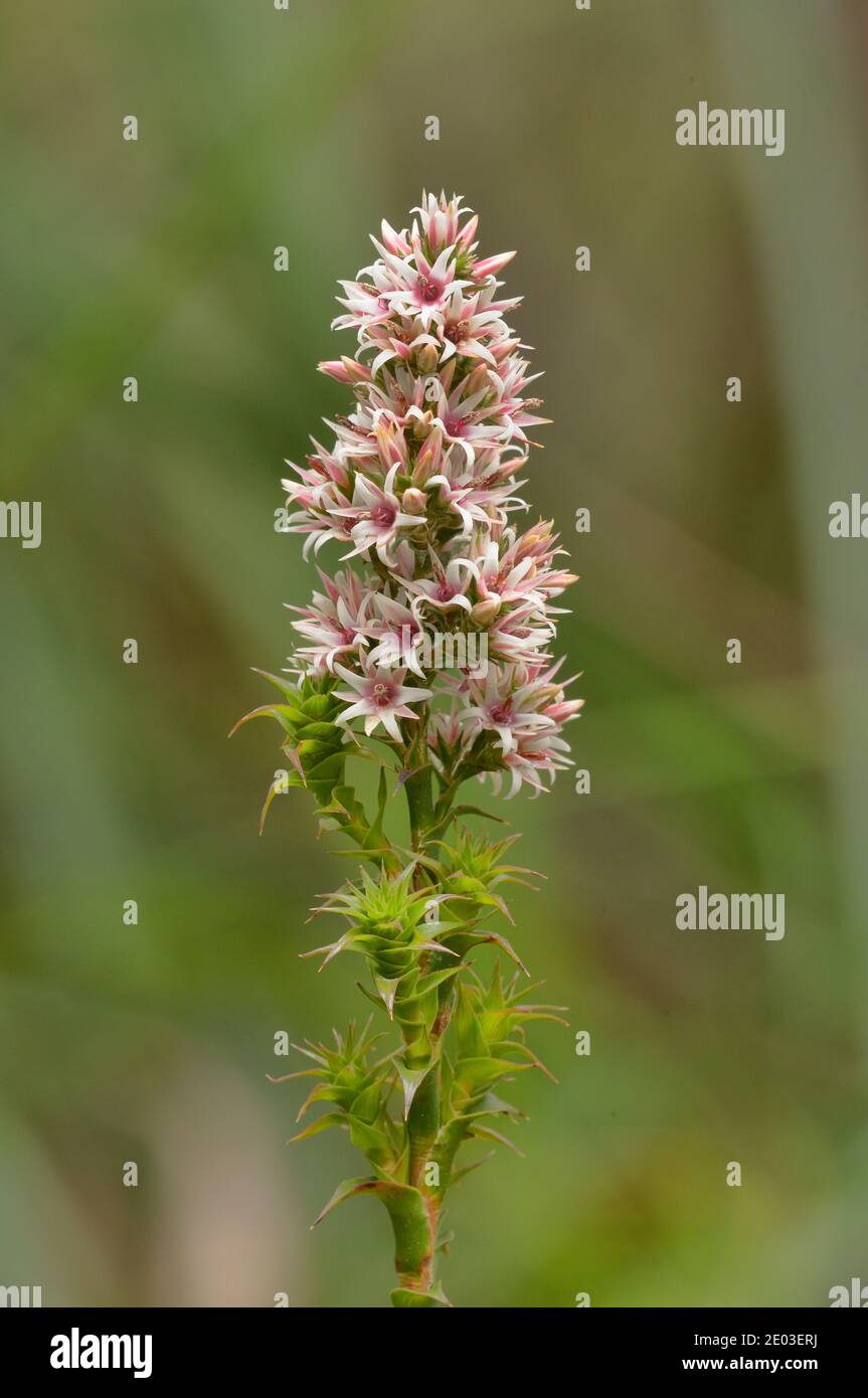 Pink Swampheath Sprengelia incarnata Epacridaceae Photographed in Tasmania, Australia Stock Photo