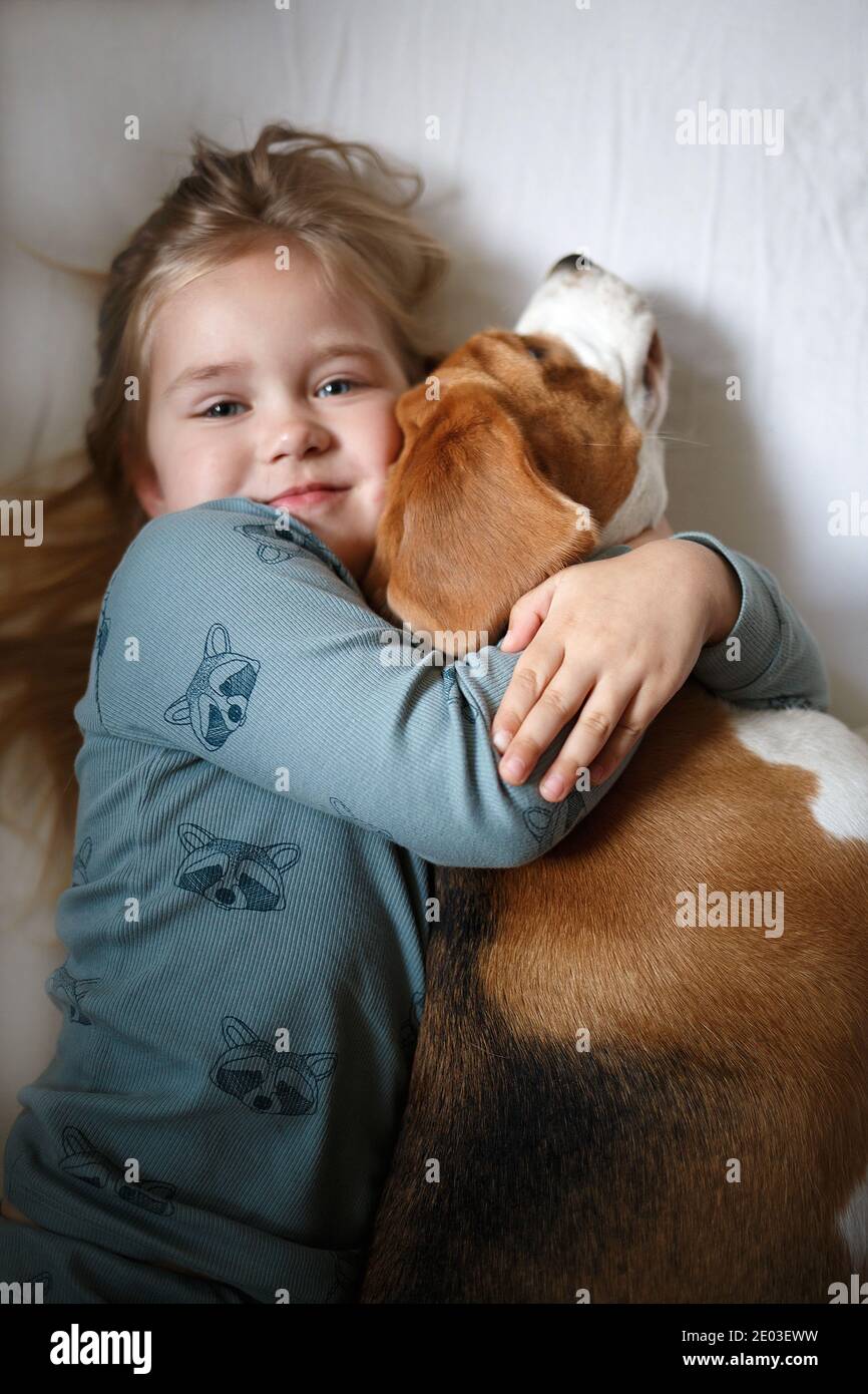 little cute girl hugs beagle puppy lying in bed Stock Photo Alamy