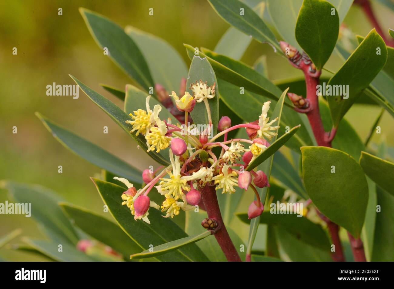 Mountain Pepper Tasmannia lanceolata Winteraceae Photographed in Tasmania, Australia Stock Photo