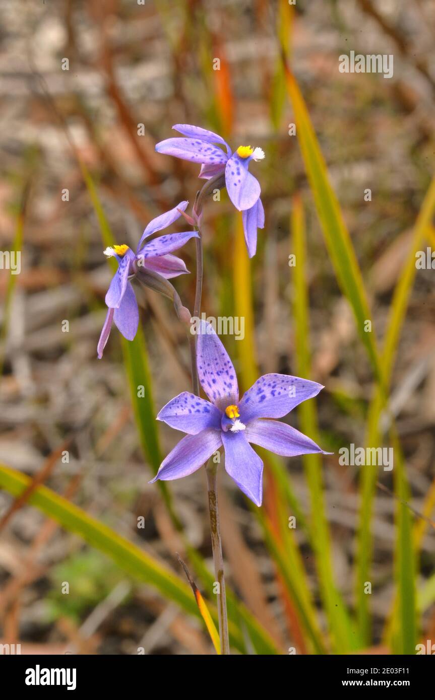 Spotted Sun Orchid Thelymitra ixioides Orchidaceae Photographed in Tasmania, Australia Stock Photo