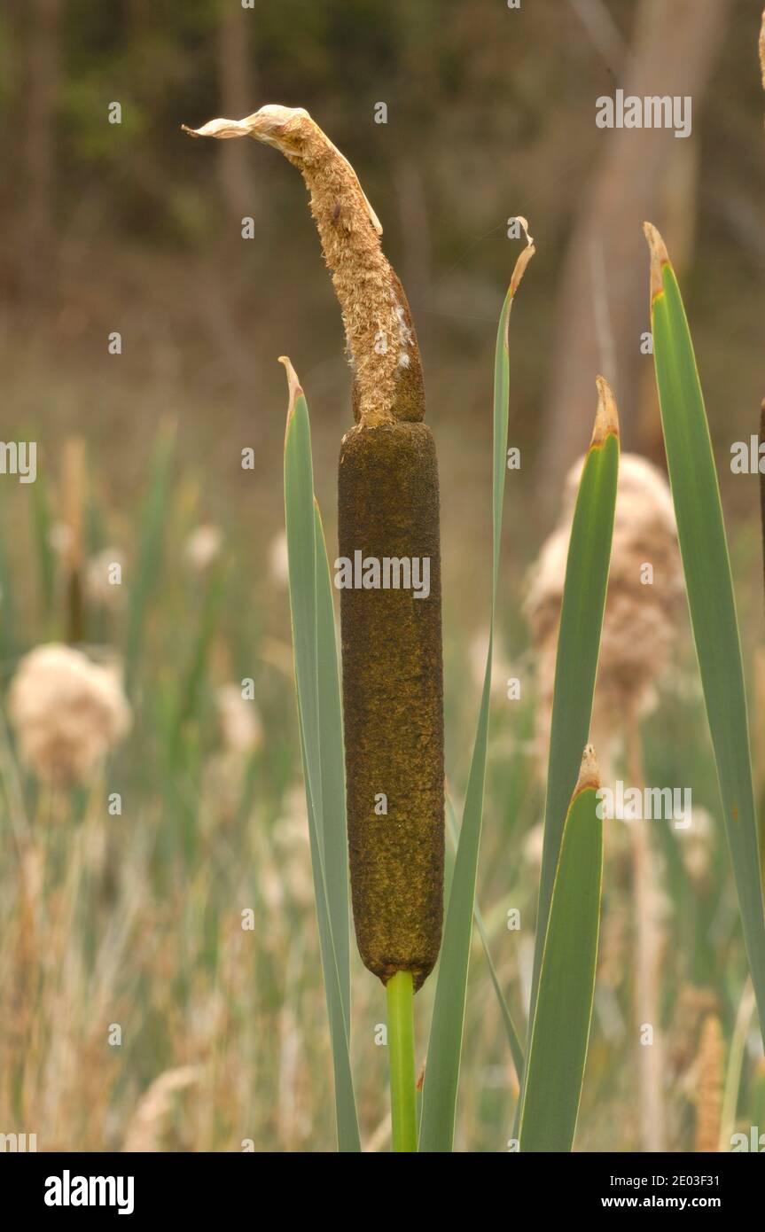Bulrush (Reed Mace) Typha orientalis Typhaceae Photographed in Tasmania, Australia Stock Photo
