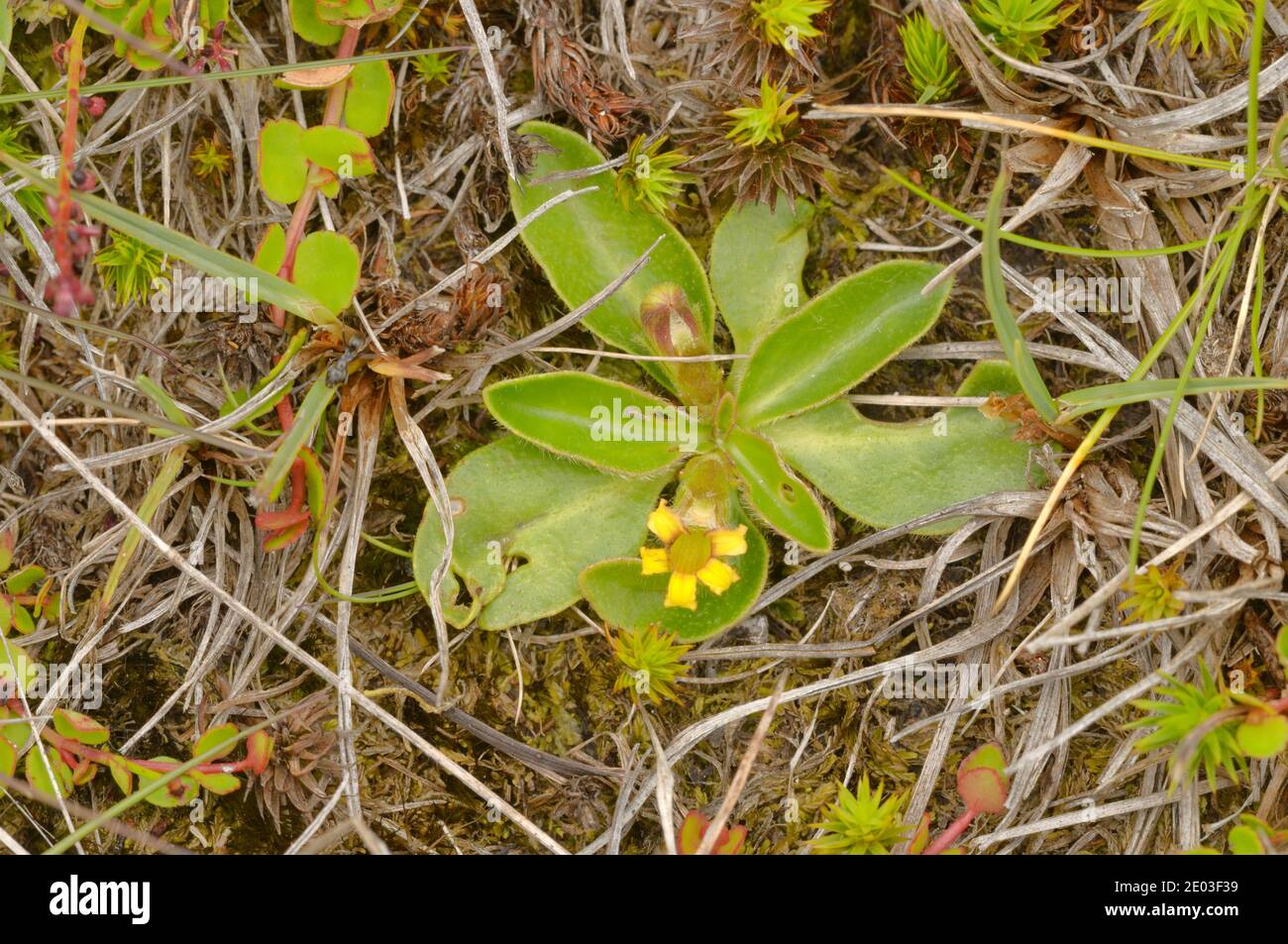 Mountain Velleia Velleia montana GOODENIACEAE Photographed in Tasmania, Australia Stock Photo