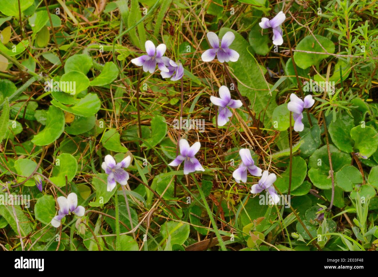 Ivyleaf Violet Viola hederacea VIOLACEAE Photographed in Tasmania, Australia Stock Photo