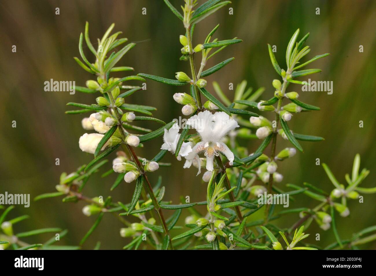 Narrowleaf Westringia Westringia angustifolia Lamiaceae Endemic to Tasmania, Australia Stock Photo