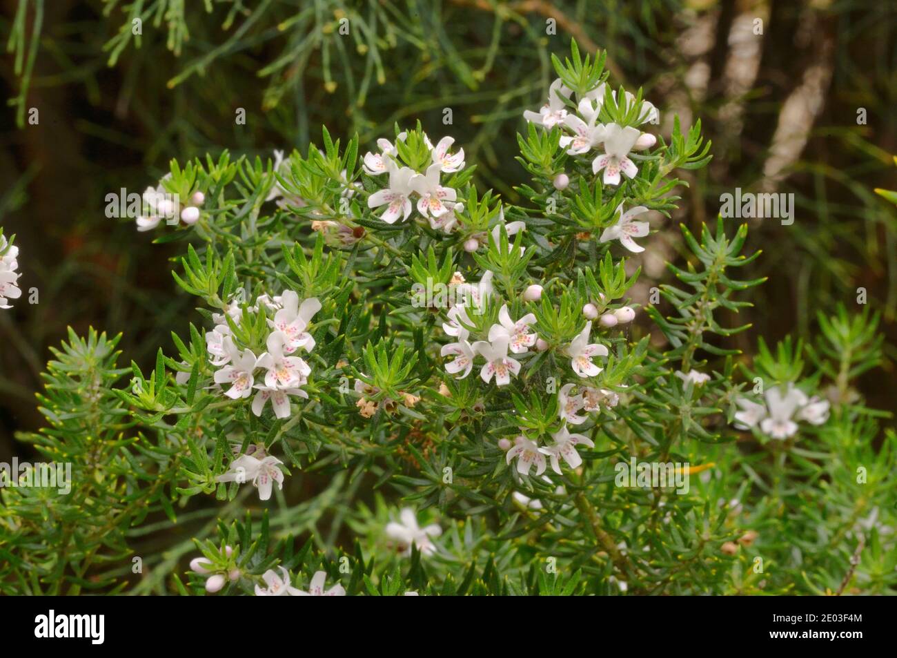 Coast Westringia Westringia brevifolia  Lamiaceae Endemic to Tasmania, Australia Stock Photo