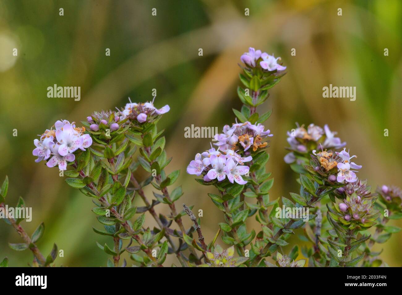 Sticky Westringia - Mountain Pink Westringia rubiifolia Lamiaceae Photographed in Tasmania, Australia Stock Photo