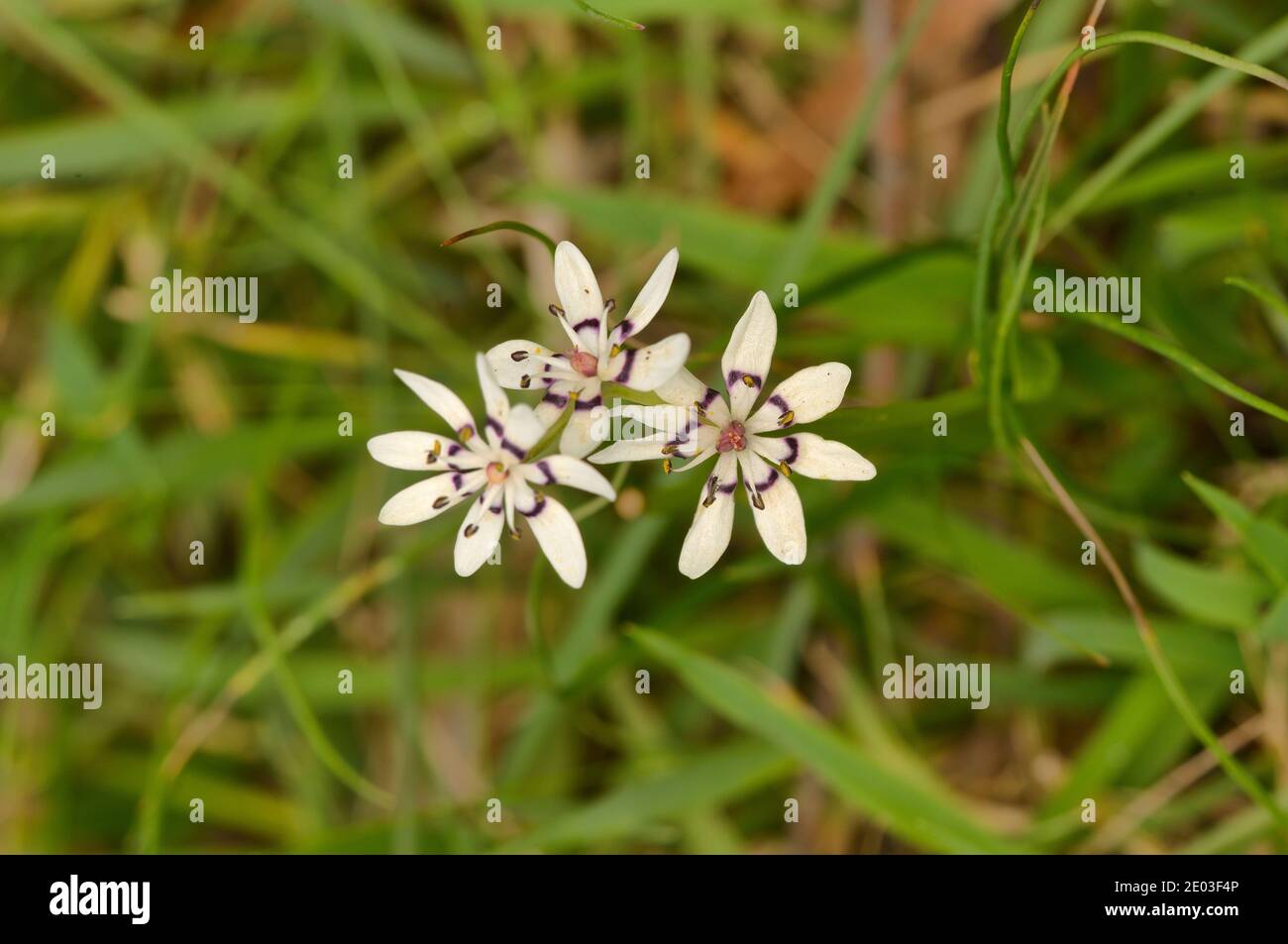 Early Nancy Wurmbea dioica Liliaceae Photographed in Tasmania, Australia Stock Photo