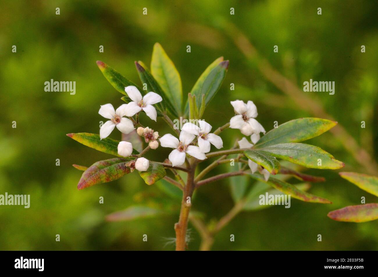 Stinkwood Zieria arborescens Rutaceae Photographed in Tasmania, Australia Stock Photo