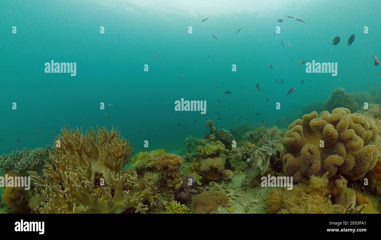 World Reef Fish Coral reef and tropical fishes. The underwater world of the Philippines ...