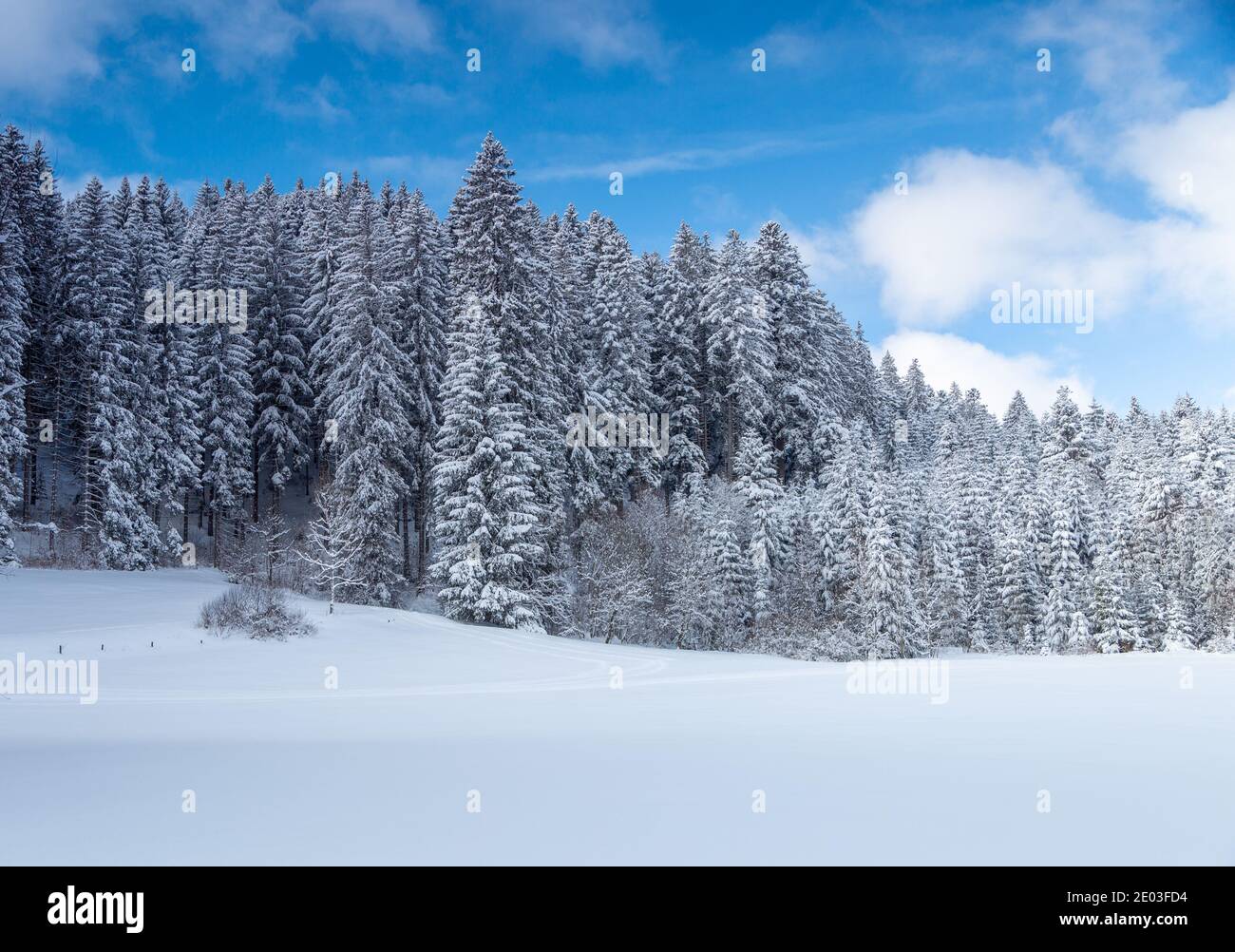 Pine trees snow low angle hi-res stock photography and images - Alamy