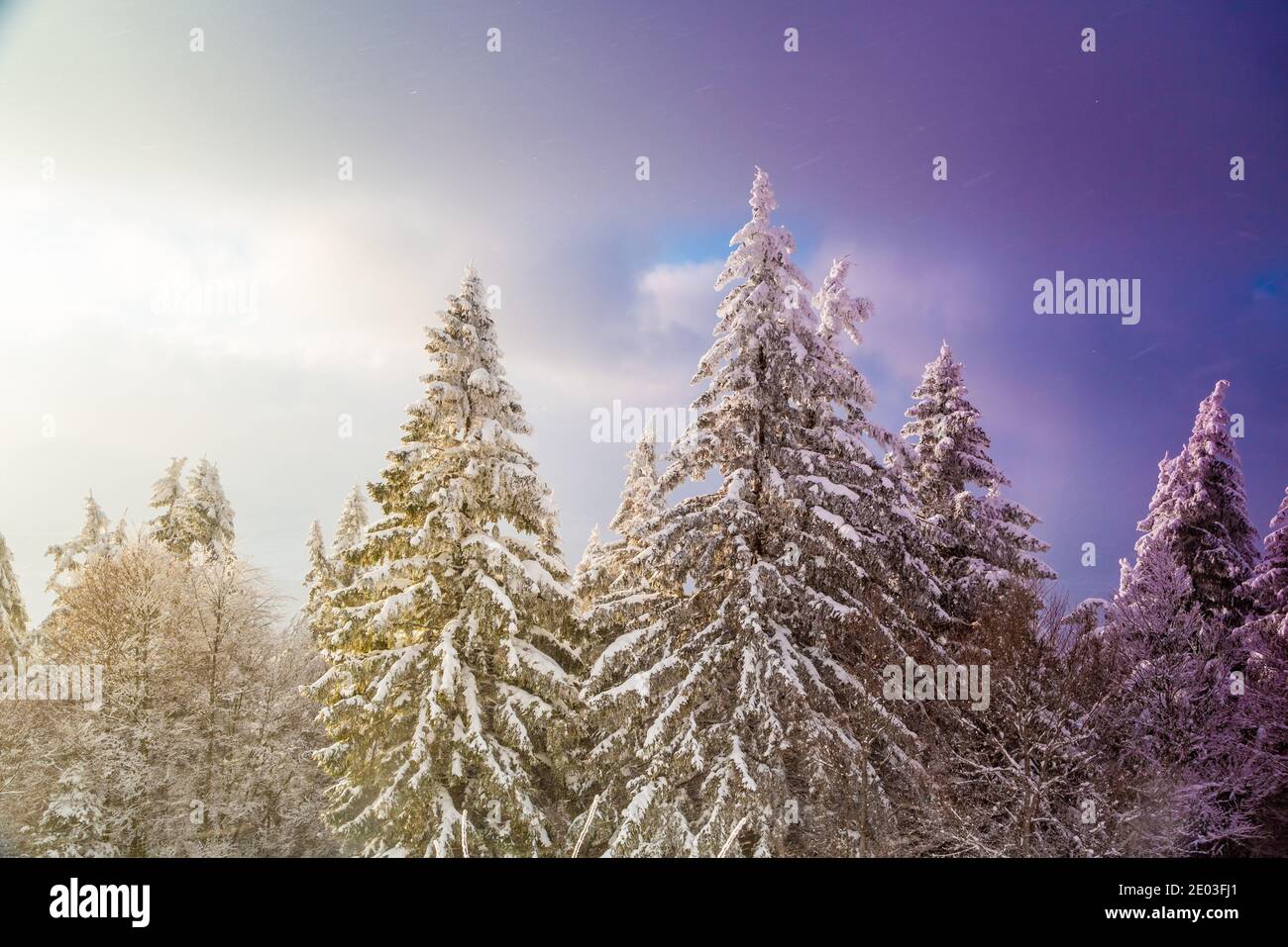 Snow-covered trees in a mysterious color under sunlight Stock Photo