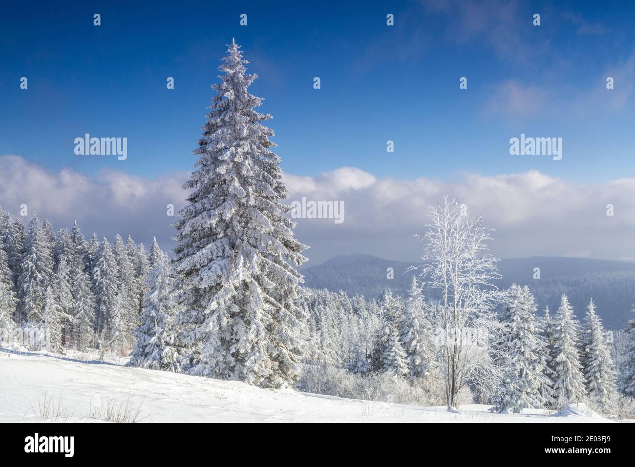 Plant in forest thick snow hi-res stock photography and images - Alamy