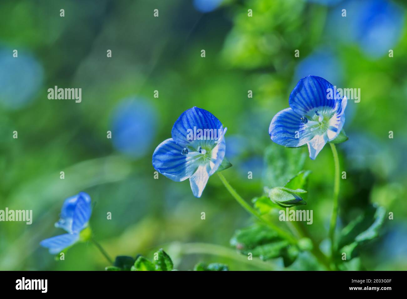 Closeup of common speedwell or veronica arvensis, blue wildflower on green blur background Stock Photo