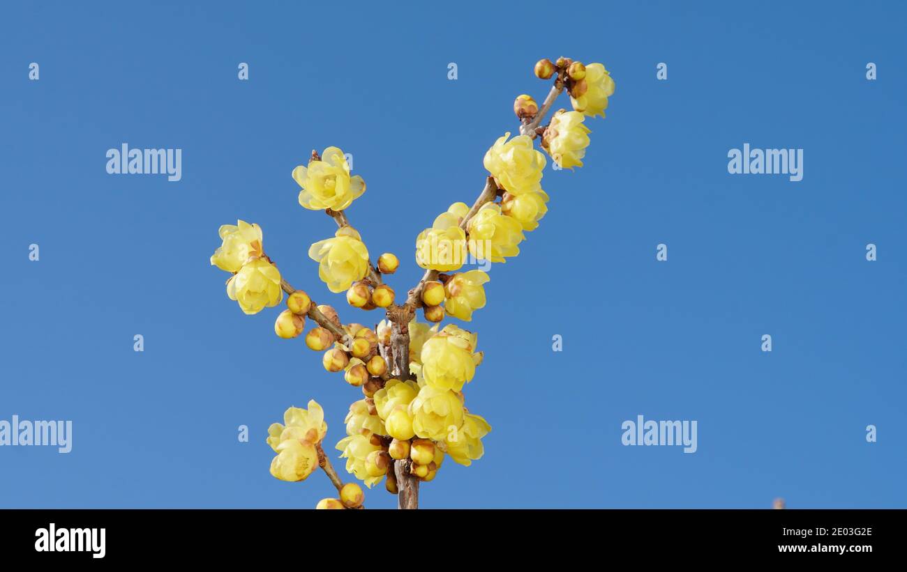 Chimonanthus praecox in early spring, blue background, Japanese allspice in winter, wintersweet Stock Photo