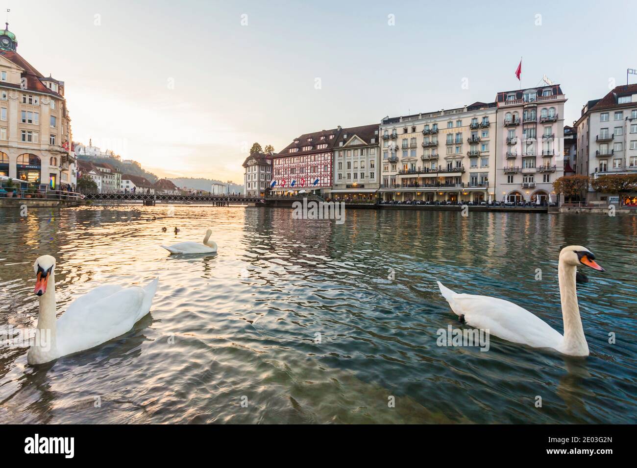 Swans in front of the old town of Lucerne, Switzerland Stock Photo