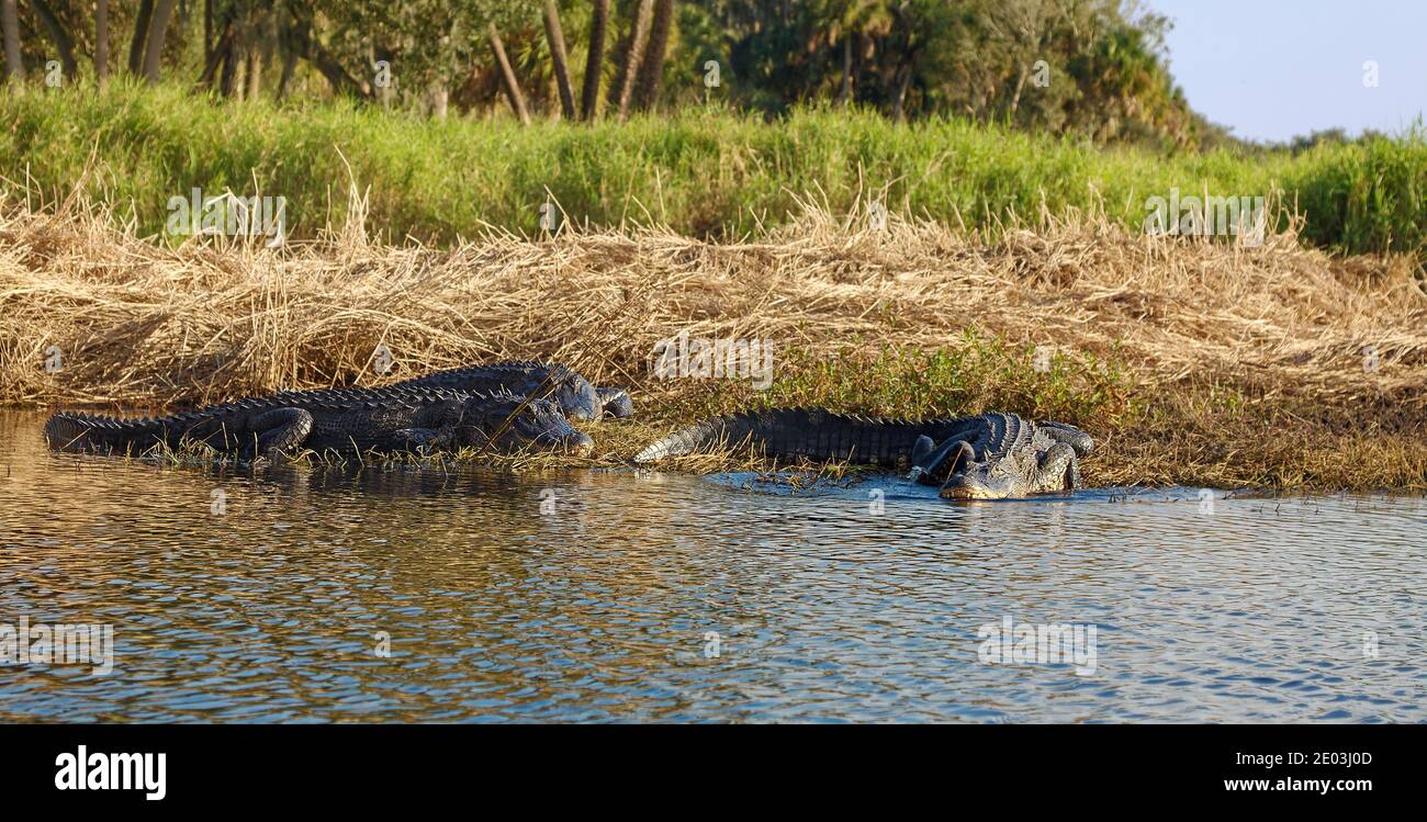 3 American alligators, sunning, river's edge, Alligator