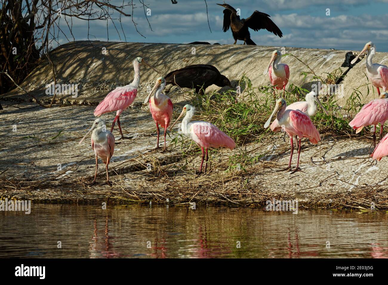 Roseate spoonbills, pink birds; standing on dam, nature; wildlife; animal; close-up, Ajaia ajaja, Myakka River State Park; Florida; Sarasota; FL; wint Stock Photo