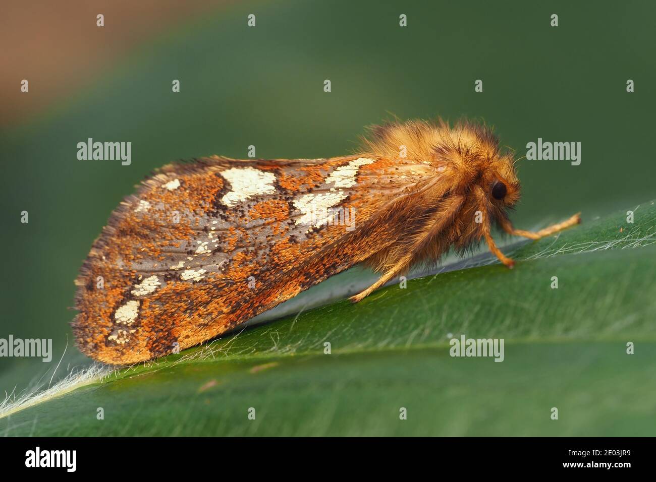 Male Gold Swift moth (Phymatopus hecta) at rest on plant leaf. Tipperary, Ireland Stock Photo