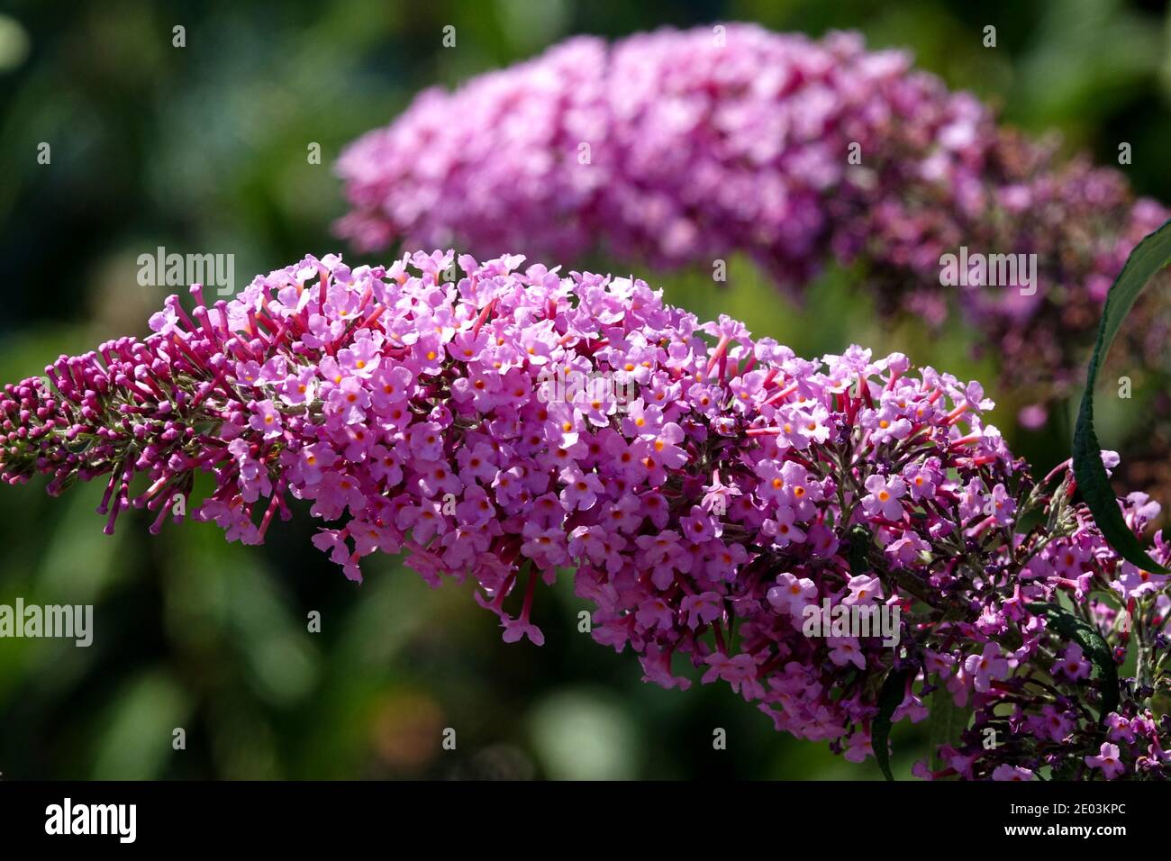 Buddleja 'Pink Delight' Butterfly bush pink flower Stock Photo