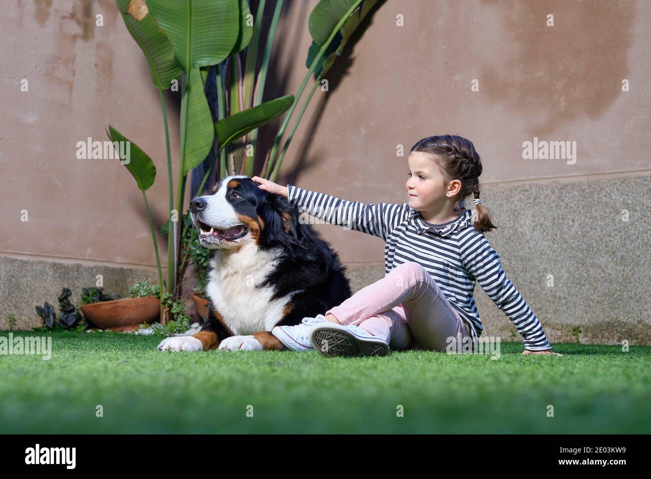 Girl sitting on the grass with big dog Bernese Mountain Dog Stock Photo ...