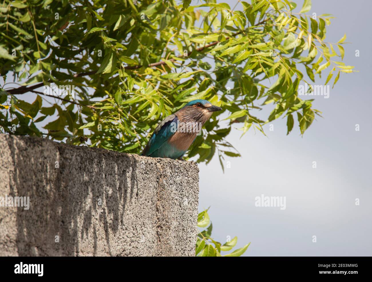 Indian roller sitting on a wall under a tree Stock Photo