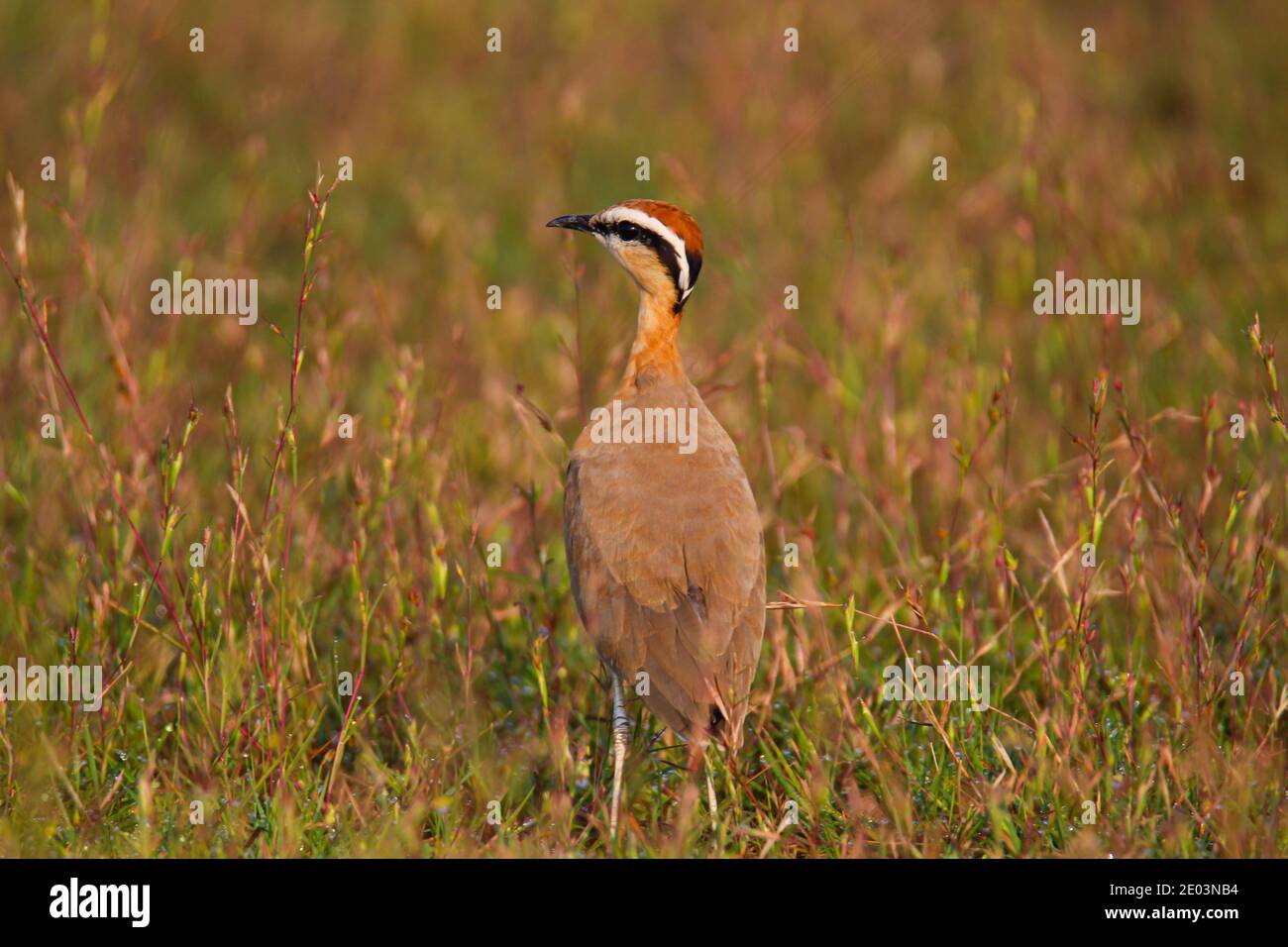 Indian courser standing in meadows Stock Photo