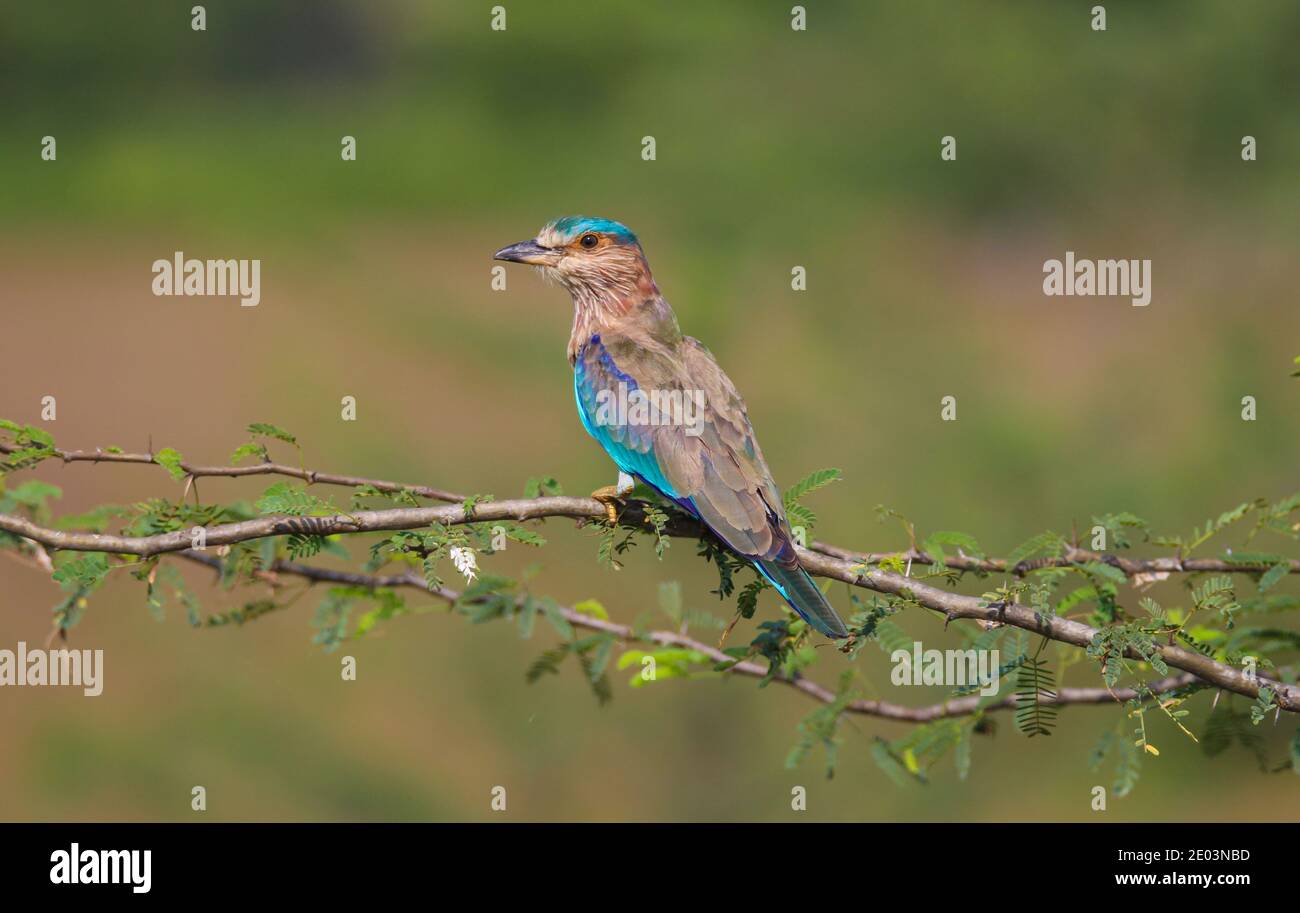 Indian roller perching on a branch Stock Photo