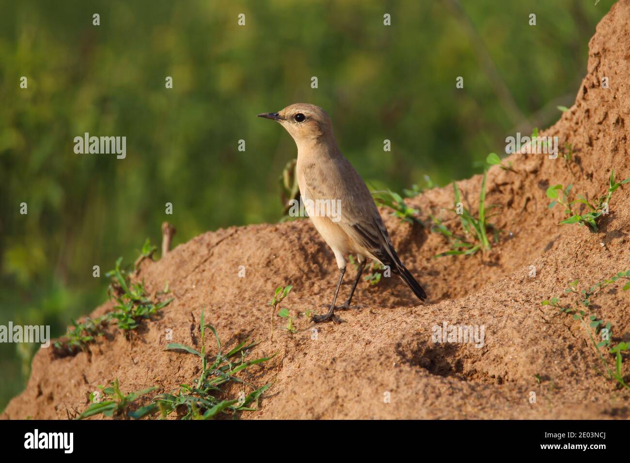 Isabelline wheatear Bird perched on a mud hump Stock Photo