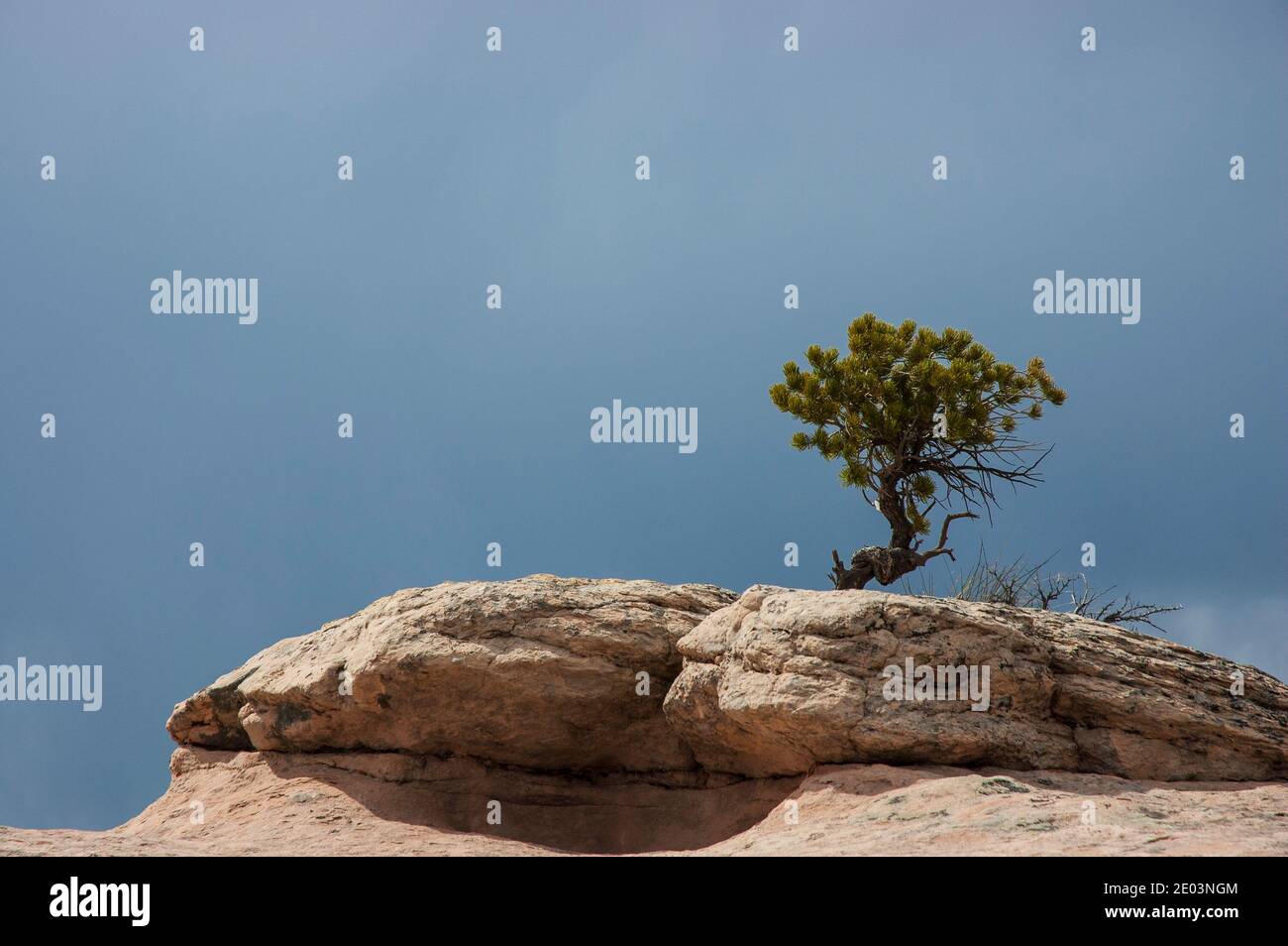 Piñon (pinyon) pine growing in the rock, Rattlesnake Canyon, Black Ridge Wilderness Area, McInnis Canyons National Conservation Area, Grand Junction, Stock Photo