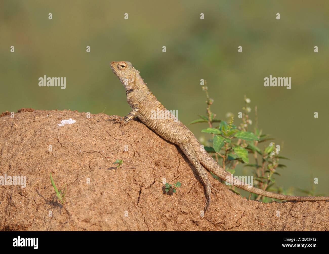 Common garden lizard closeup shot Stock Photo Alamy