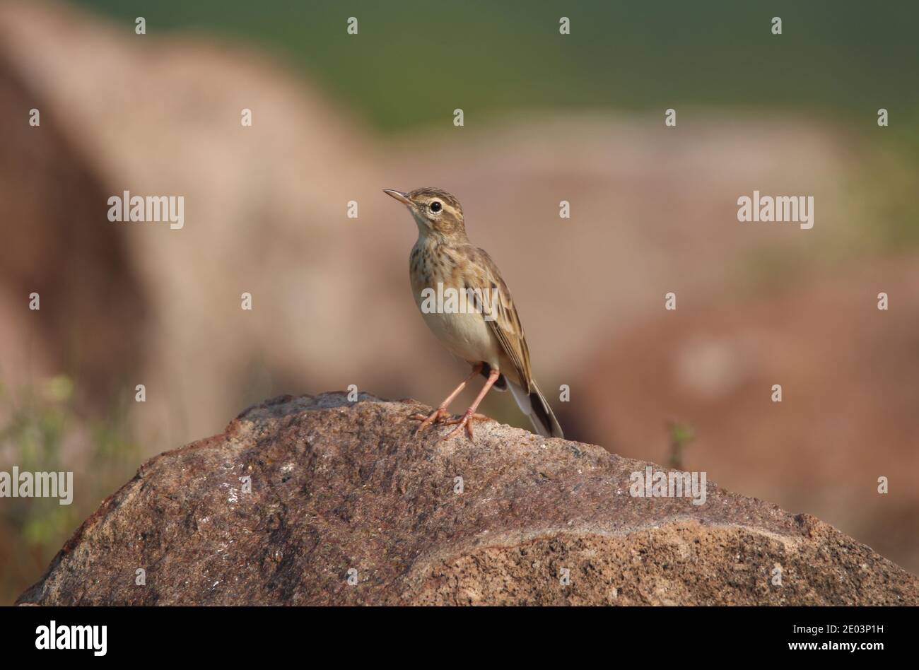 Paddyfield pipit standing on a rock Stock Photo