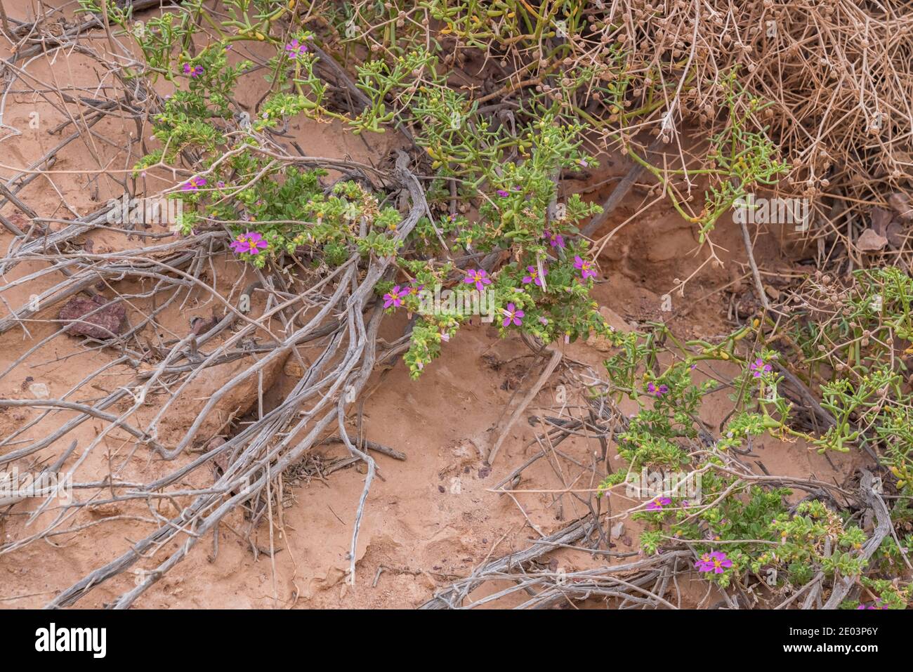 Fagonia. a genus of wild, flowering plants, have been used ethnobotanically by traditional practitioners under Ayurvedic. Desert vegetation in drought Stock Photo