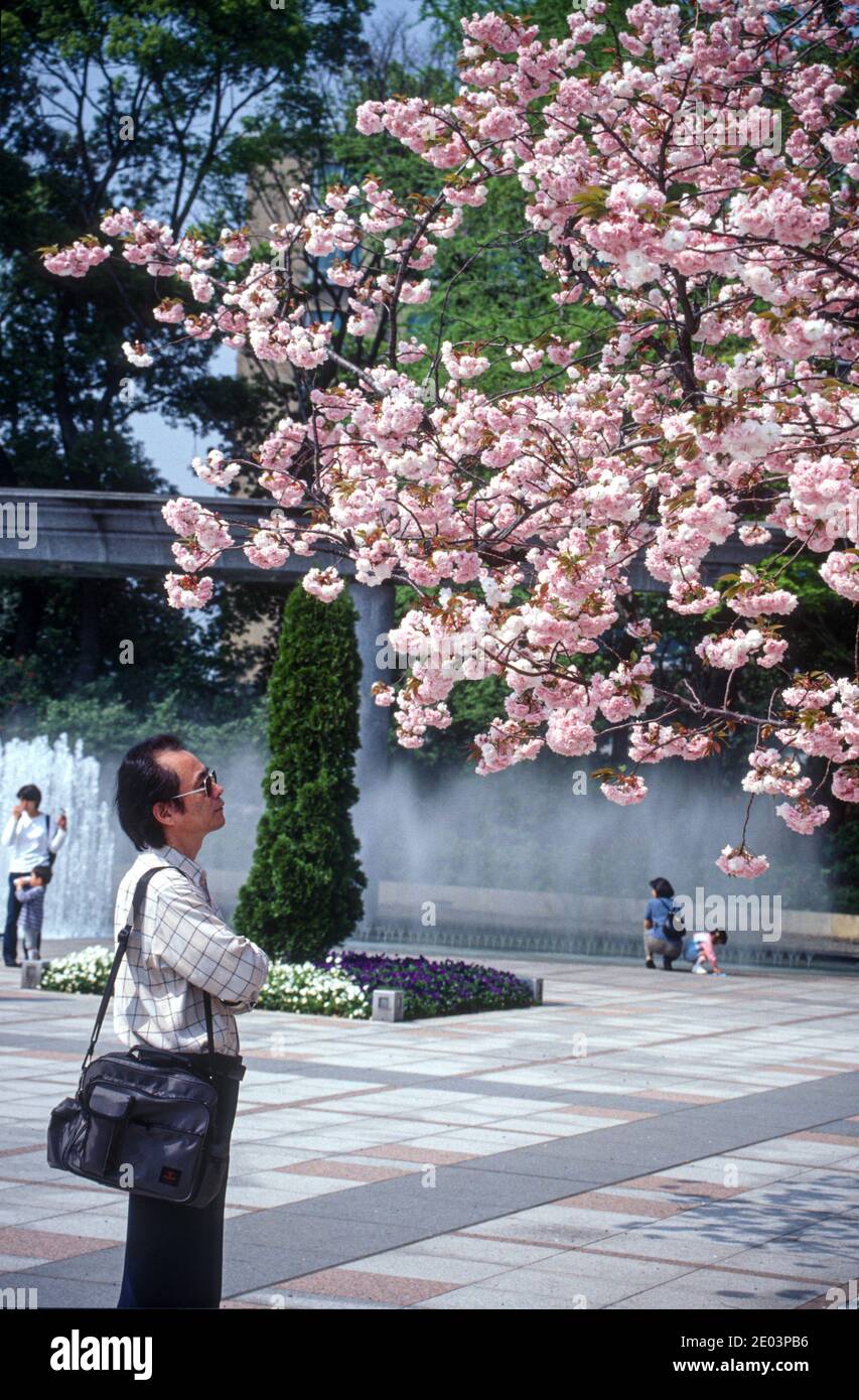 Man admiring the blooms, cherry blossom season, Tokyo, Japan, May 1998 Stock Photo