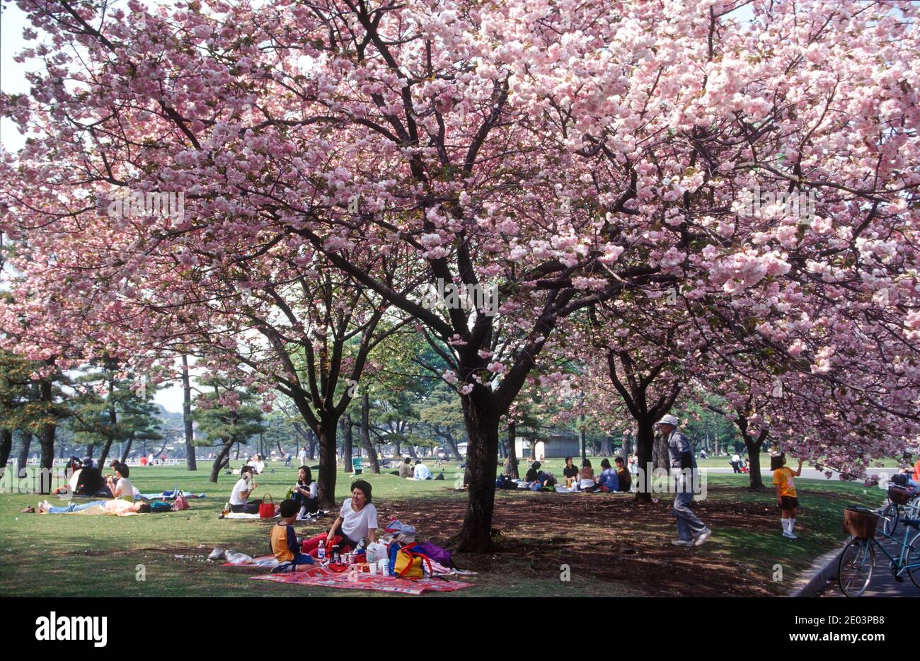 Families picknicking under the blooms, cherry blossom season, Tokyo, Japan, May 1998 Stock Photo