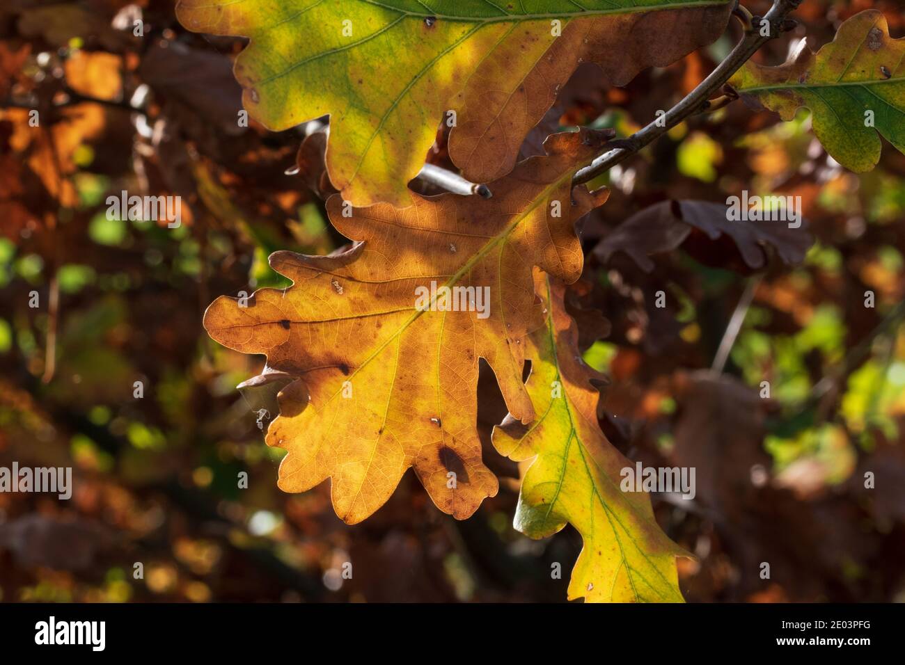 Oak leaves with the most beautiful autumn colors in the sunshine. Stock Photo