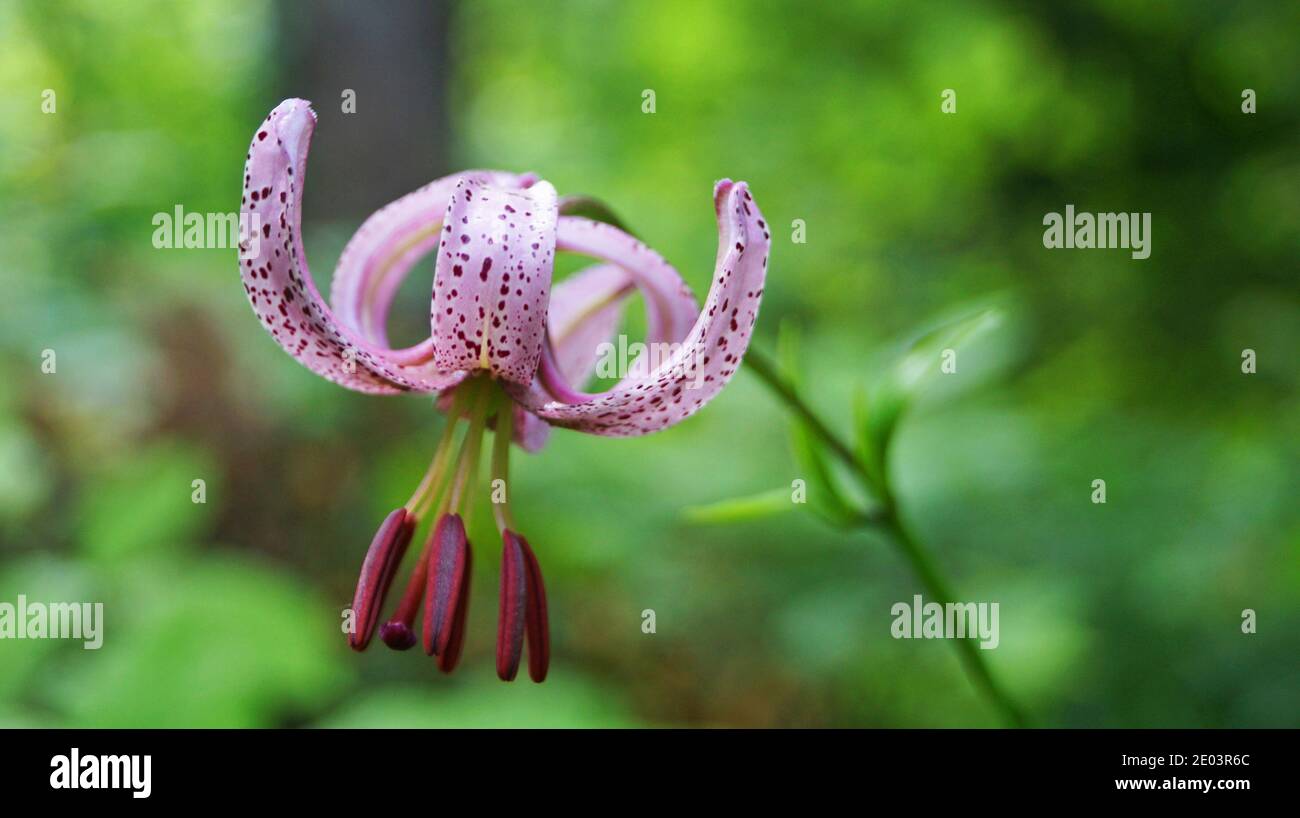 Wild lily with delicate pink-purple petals on a branch with green leaves in a clearing in the forest Stock Photo