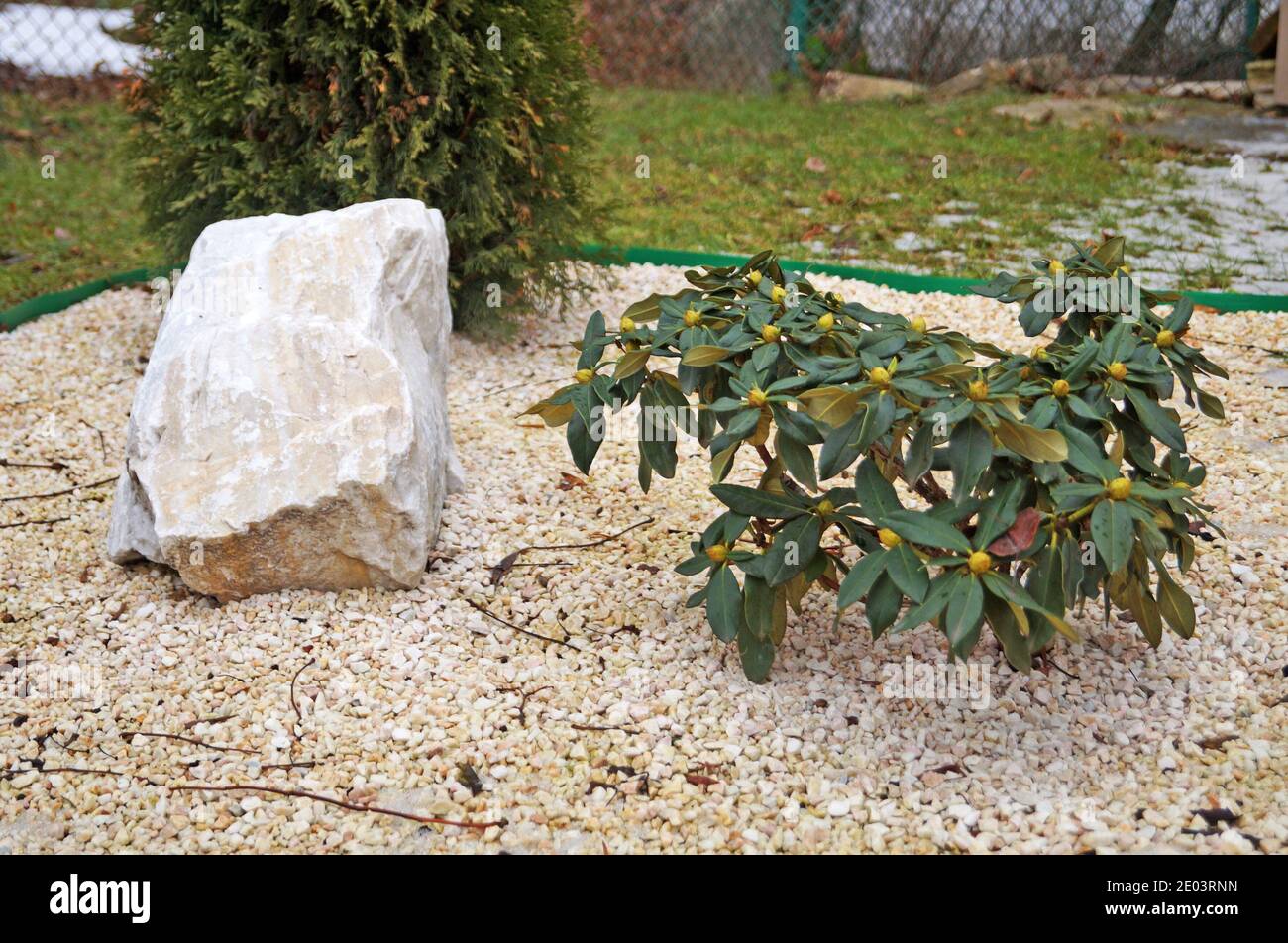 Ornamental bushes of rhododendron and thuja grow on a flower bed strewn with white pebbles on a spring day Stock Photo