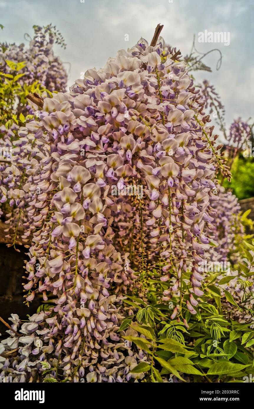 Wisteria bush with beautiful blooming bunches with purple flowers and green leaves on a spring day Stock Photo