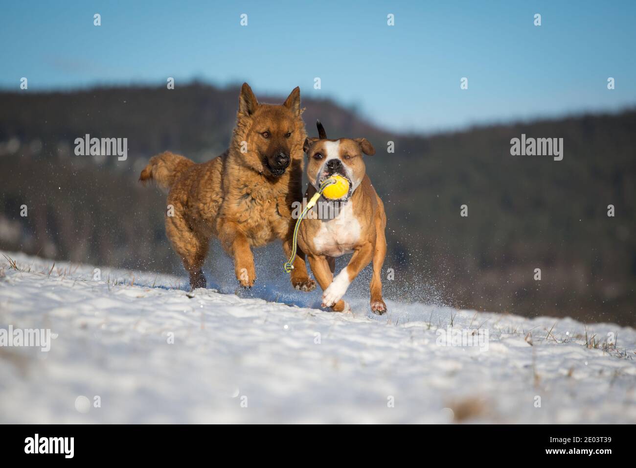 2 dogs playing in snow hi-res stock photography and images - Alamy