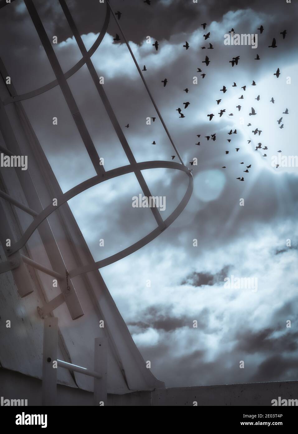 Flock of birds in atmospheric sky with roof ladder in foreground. Concept of escape, freedom, intrigue and mystery Stock Photo