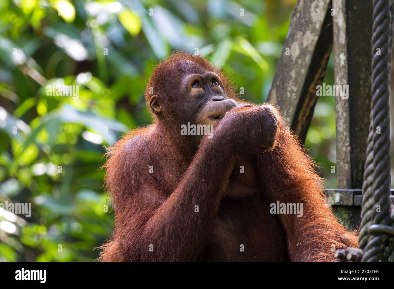 Orangutan at Sepilok Orangutan Rehabilitation Centre, Malaysia Stock Photo