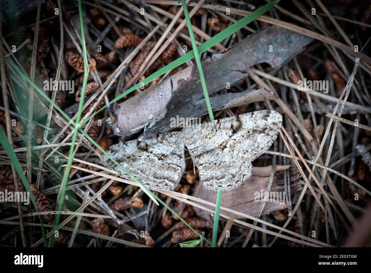 Top view of camouflaged moth in the ground Stock Photo