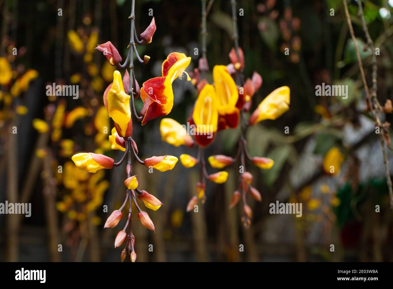 Tunberia beautiful perennial herbaceous climbing plants of Asia Stock Photo  - Alamy, image size:1300x956