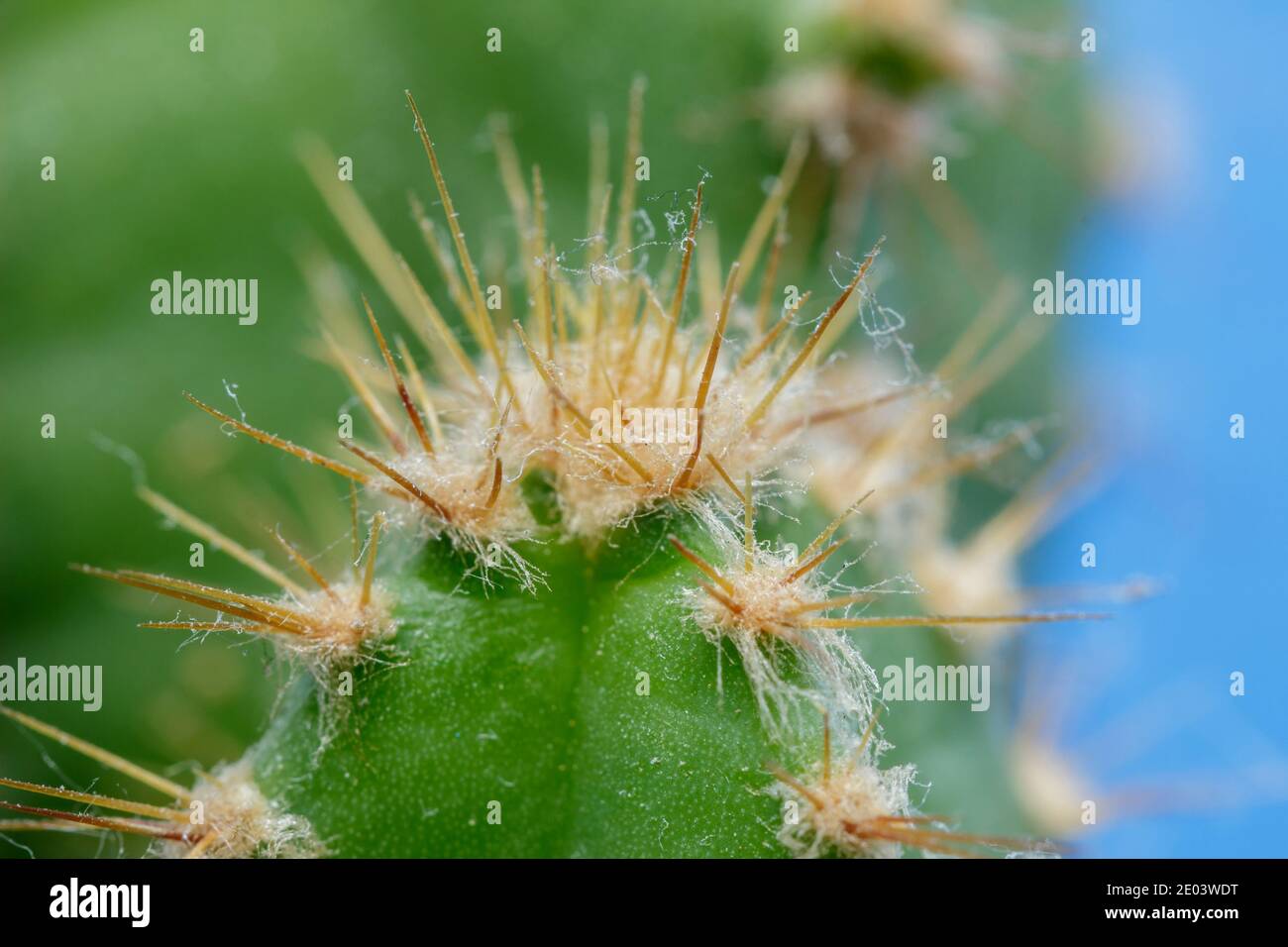 Macro of cactus thorns. The thin, stiff needlelike tips of cacti are