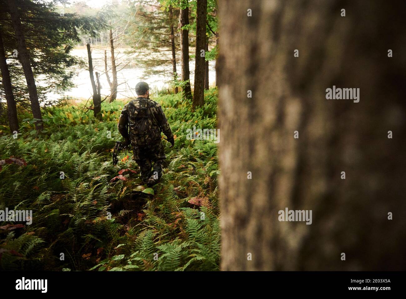 Kevin bear hunting in the Berkshires of Massachusetts Stock Photo Alamy