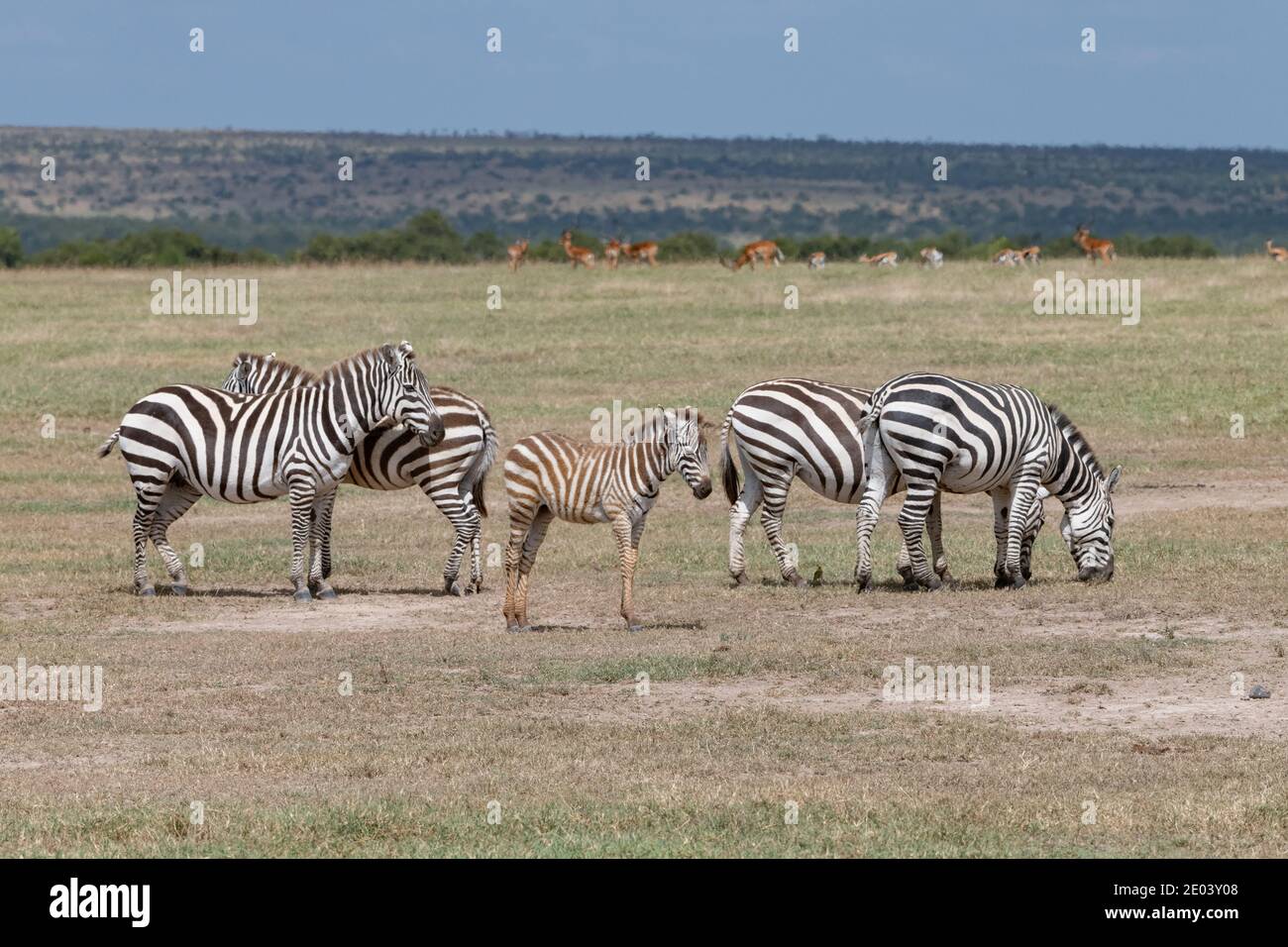 small herd of grazing Zebras in the Masai Mara, Kenya Stock Photo - Alamy