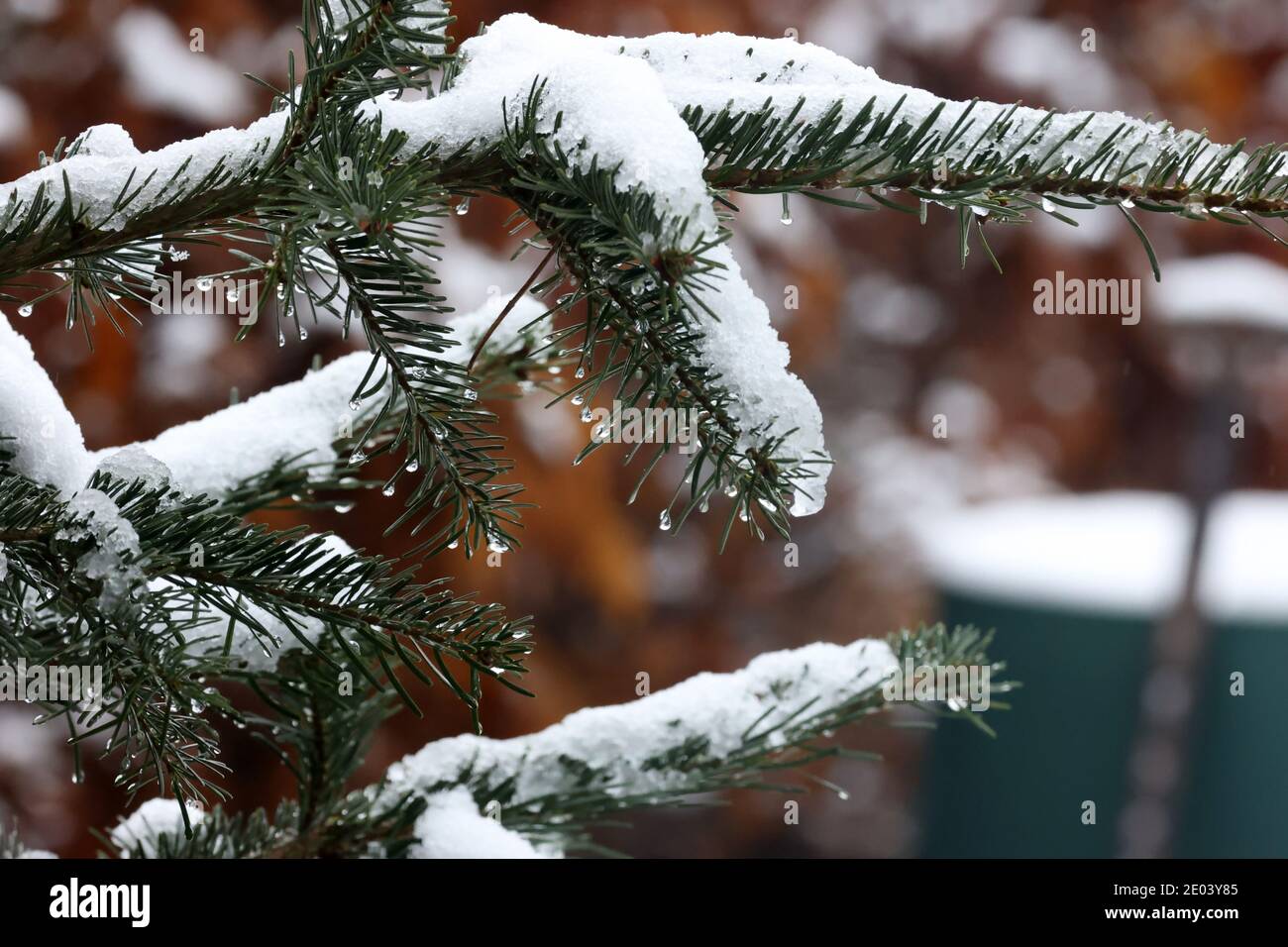 Fluffy green spruce branches in the forest. Stock Photo
