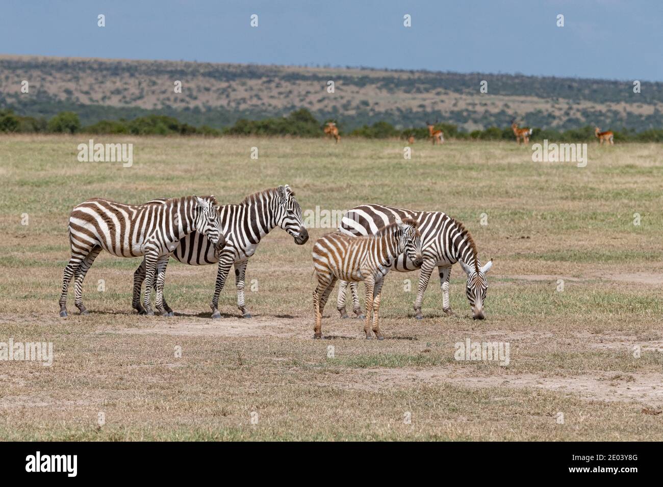 small herd of African Zebras grazing in the Masai Mara savannah Stock Photo  - Alamy