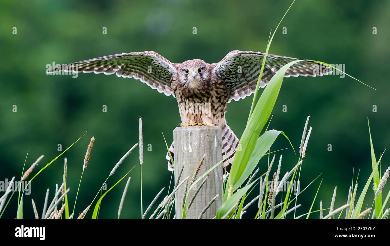 The beautiful juvenile kestrel (Falco tinnunculus) landing on the roundpole with high grass in the foreground and a nice green bokeh in the background Stock Photo